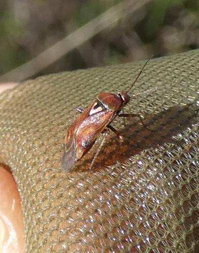 Lygus sp.